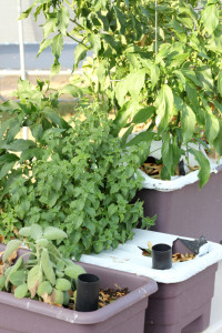 Easy Container Gardening: herbs, tomatoes, and peppers growing in an earthbox